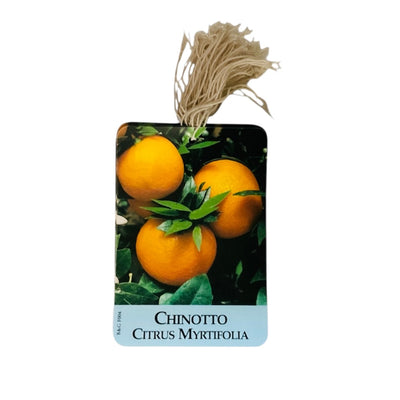 Etichette Chinotto Citrus Myrtifolia dim.8x11,5 cm. - 50 pz. Felga Etichette
