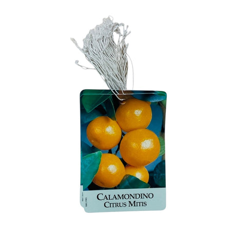 Etichette Calamondino Citrus Mitis dim.8x11,5 cm. - 50 pz. Felga Etichette