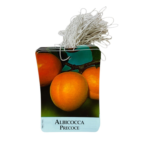 Etichette Albicocca Precoce Etichetta dim.8x11,5 cm. - 50 pz. Felga Etichette