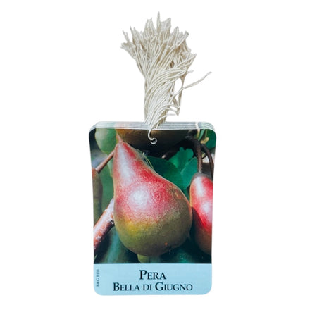 Etichette Pera Bella Di Giugno dim.8x11,5 cm. - 50 pz. Felga Etichette