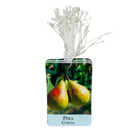 Etichette Pera Coscia dim.8x11,5 cm. - 50 pz. Felga Etichette