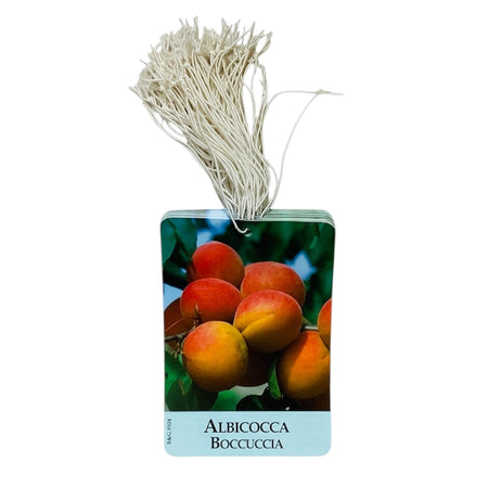 Etichette Albicocca Boccuccia dim.8x11,5 cm. - 50 pz. Felga Etichette