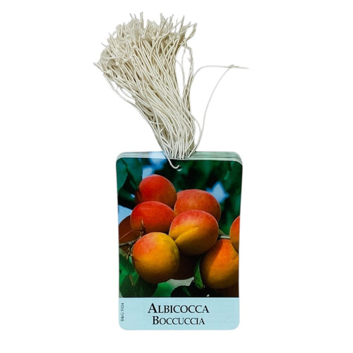 Etichette Albicocca Boccuccia dim.8x11,5 cm. - 50 pz. Felga Etichette
