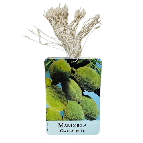 Etichette Mandorla Grossa Dolce dim.8x11,5 cm. - 50 pz. Felga Etichette
