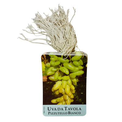 Etichette Uva Da Tavola Pizzutello Bianco dim.8x11,5 cm. - 50 pz. Felga Etichette