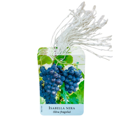 Etichette Uva Isabella Nera (Uva Fragola) dim.8x11,5 cm. - 50 pz. Felga Etichette