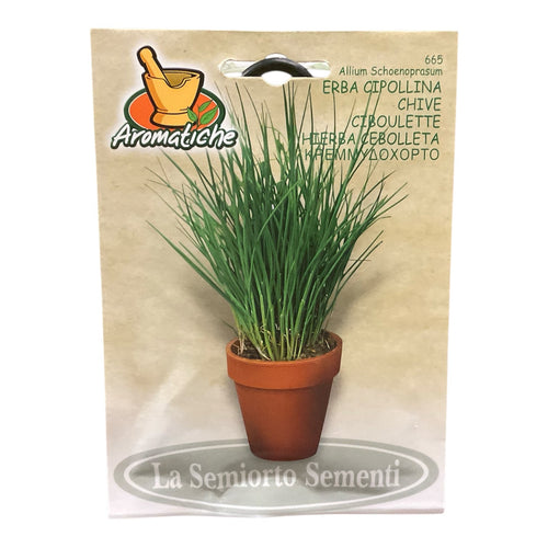 Erba Cipollina Pianta Aromatica Semi La Semiorto Sementi