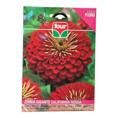 Zinnia Gigante California Rossa Semi Four