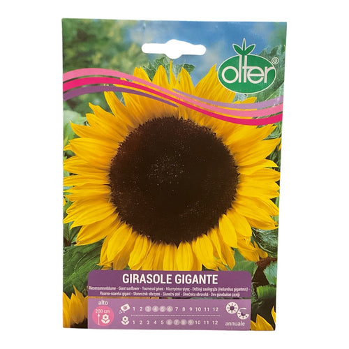 Girasole Gigante Alto Semi Olter