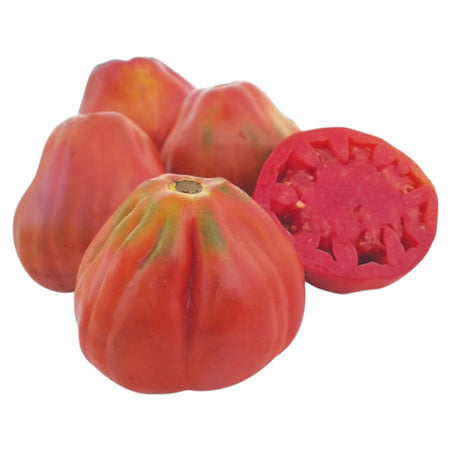 Pomodoro CANESTRINO Semi La Semiorto Sementi
