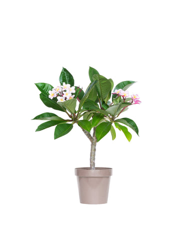 Plumeria "Divine" rosa-gialla (Frangipani, Pomelia)