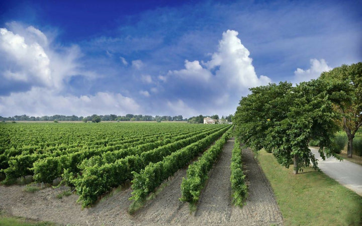 VIN DES SABLES DE CAMARGUES AOP GRIGGIO ORO BIOLOGICO DOMAINE DU PETIT PIN 75CL 12.5% Chardonnay