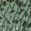 Siepe artificiale 100x200 Verde