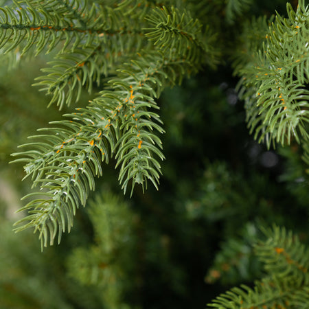 Albero di Natale "St Anton" 70% PE Effetto Real Touch + PVC di Altissima Qualità