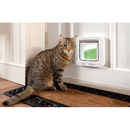 lembo Microchip cat