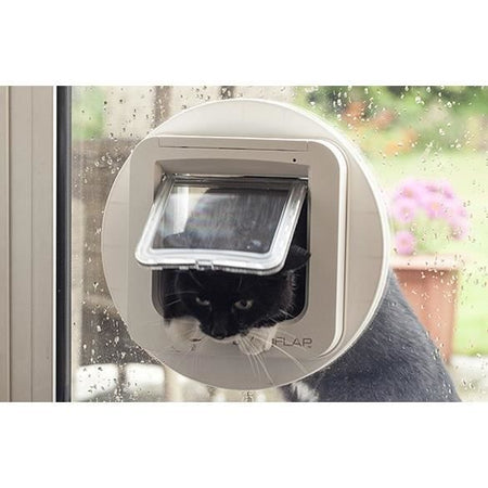 lembo Microchip cat