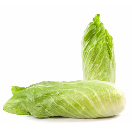 Semi di cicoria "pan di zucchero" piante per orto e giardino coltivazione domestica e professionale