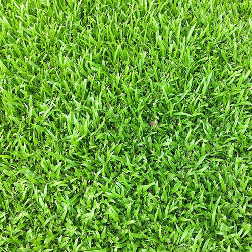 Semi di Gramigna piante per orto e giardino coltivazione domestica e professionale kg 0.5