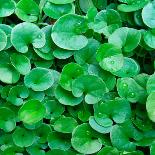 Semi di Dicondra piante per orto e giardino coltivazione domestica e professionale