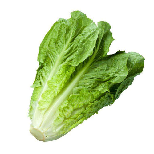 Semi di lattuga bionda degli ortolani piante per orto e giardino coltivazione domestica e professionale
