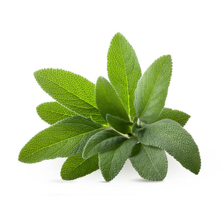 Semi di Salvia piante per orto e giardino coltivazione domestica e professionale