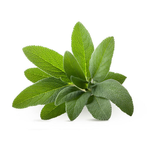 Semi di Salvia piante per orto e giardino coltivazione domestica e professionale