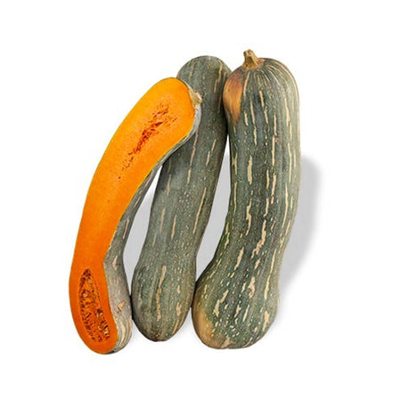 Semi di zucca "Lunga napoletana" piante per orto e giardino coltivazione domestica e professionale