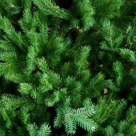 Albero di natale "Jackson Hole" in 100% PE di Altissima qualità