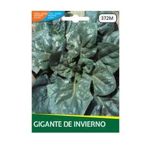 Spinacio Gigante De Inverno gr.8 Semi La Semiorto Sementi