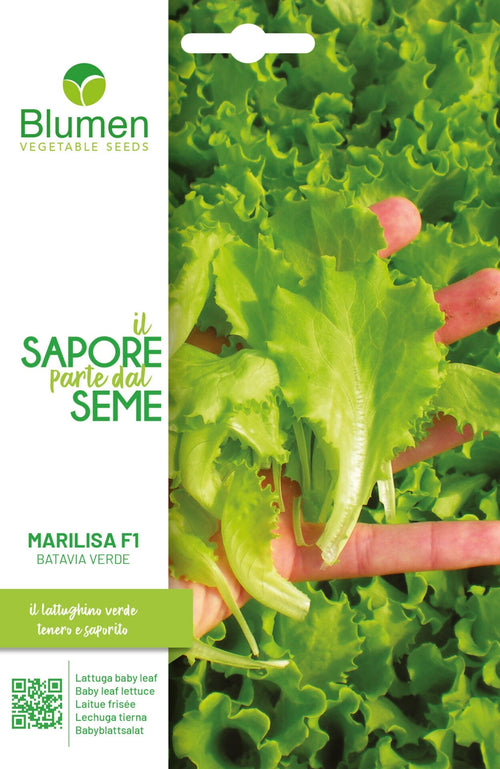 Lattughino Marilisa F1 Batavia Verde gr.10 Semi Blumen