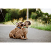 Repellente per cani ad ultrasuoni - TICKLESS MINI DOG&CAT - Protezione da zecche e pulci - Mentha Green
