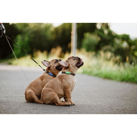 Repellente per cani ad ultrasuoni - TICKLESS MINI DOG&CAT - Protezione da zecche e pulci - Mentha Green