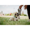 Repellente per cani ad ultrasuoni - TICKLESS MINI DOG&CAT - Protezione da zecche e pulci - Mentha Green
