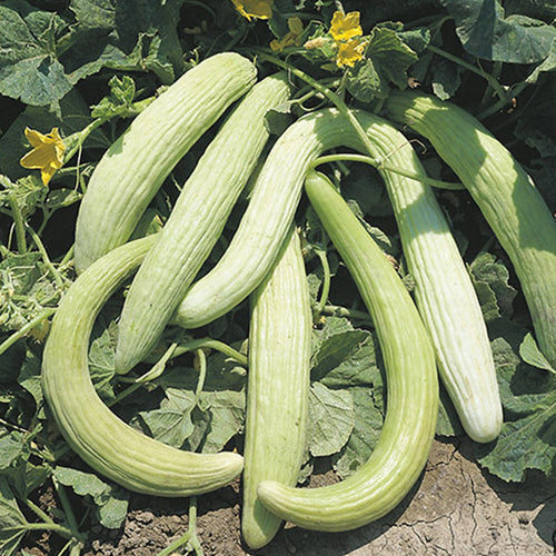 Semi di carosello Tortarello bianco abruzzese piante per orto e giardino