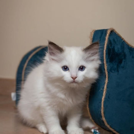 Tiragraffi orizzontale - TYROL - 44 x 22 x 21 cm