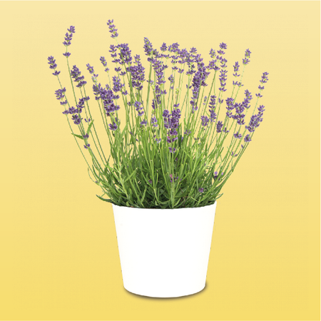 Offerte in Giardino e Giardinaggio