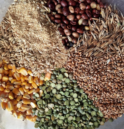 100 kg mix cereali alta proteina galline polli tacchini