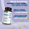 borragine-3
