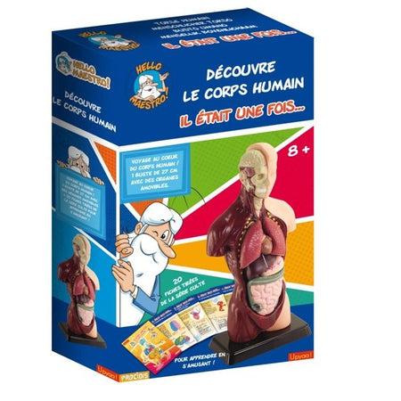 HELLO MAESTRO Bust Anatomy - Scopri il corpo umano