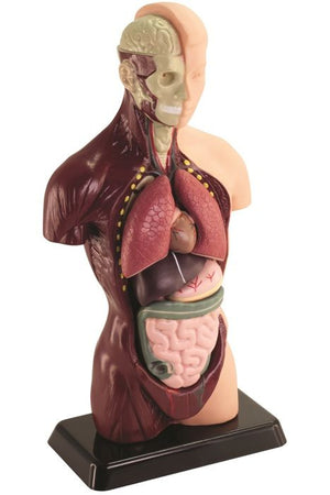 HELLO MAESTRO Bust Anatomy - Scopri il corpo umano