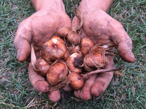 Bulbi di zafferano italiano biologici, calibro 11, prenotazioni campagna 2026