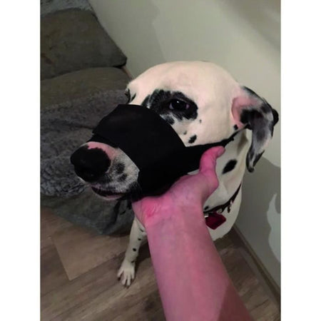 cane di nylon Gran museruola