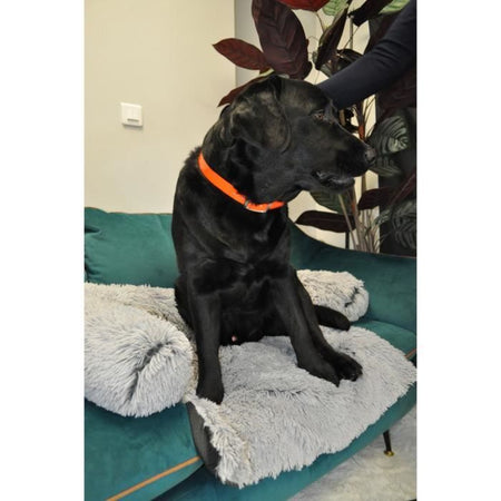 Grande cane Breastplate