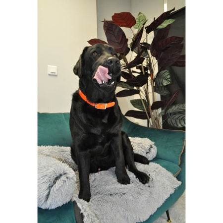 Grande cane Breastplate