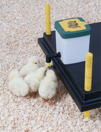 Abbeveratoio-a-goccia-con-serbatoio-da-0,5-Litro-per-pulcini