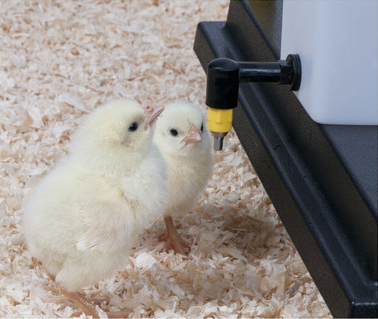 Abbeveratoio-a-goccia-con-serbatoio-da-0,5-Litro-per-pulcini