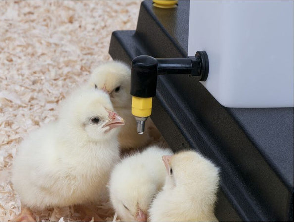 Abbeveratoio-a-goccia-con-serbatoio-da-1-Litro-per-pulcini