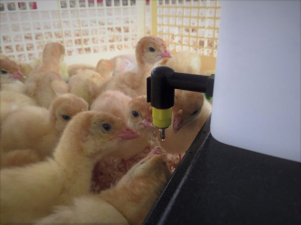 Abbeveratoio-a-goccia-con-serbatoio-da-1-Litro-per-pulcini