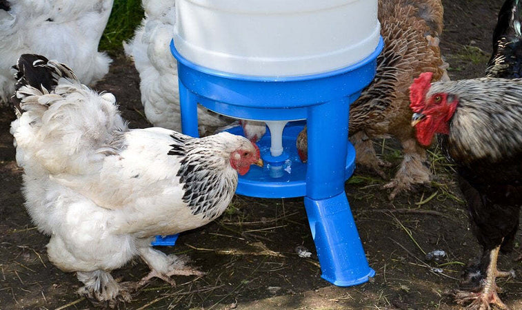 Abbeveratoio-a-serbatoio-in-plastica-da-30-Litri