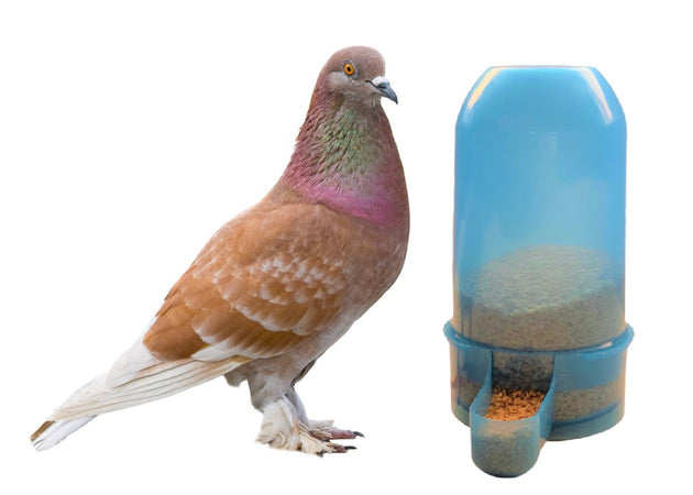 Abbeveratoio mangiatoia per pulcini colombi piccioni